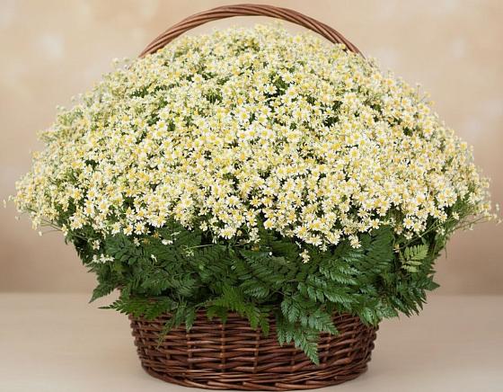 Цветочная композиция из Ромашки в корзине в Лысково